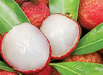 Lychee