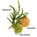 Superstart Booster Key Ingredients: Glasswort, Sea Fennel, and Flaxseed