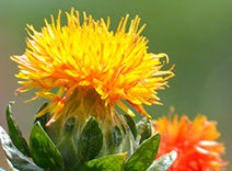 Safflower Oil