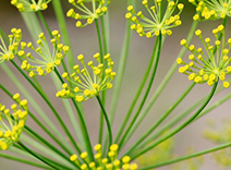 Botanical Glasswort Extract